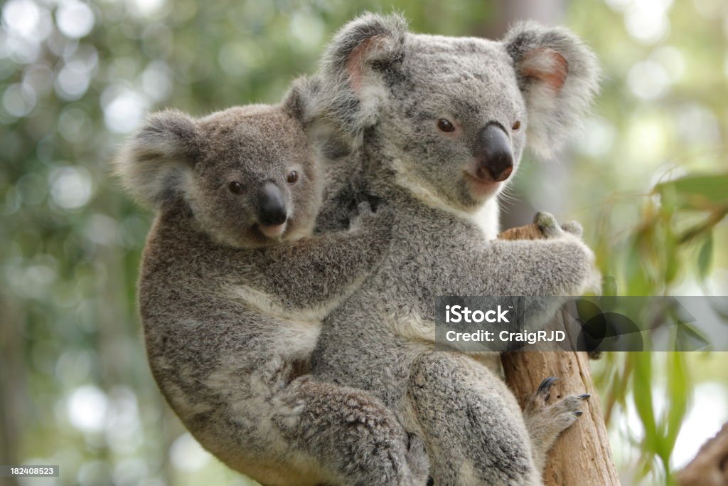 Koala mère et enfant - Photo de Koala libre de droits