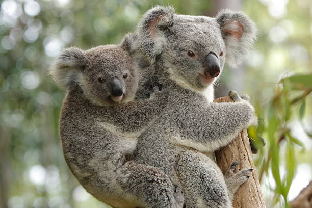 Koala Mother and Child stock photo