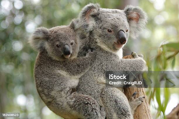 Coala Mãe E Criança - Fotografias de stock e mais imagens de Coala - Coala, Animal selvagem, Austrália