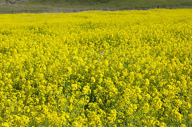 istock Wild Mustard Wildflowers in field 182408543