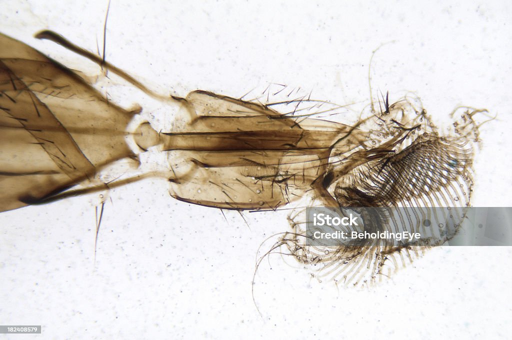 집파리 입 부품 - 로열티 프리 곤충 스톡 사진