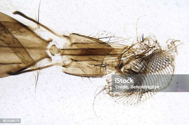집파리 입 부품 곤충에 대한 스톡 사진 및 기타 이미지 - 곤충, 과학, 과학 현미경 사진