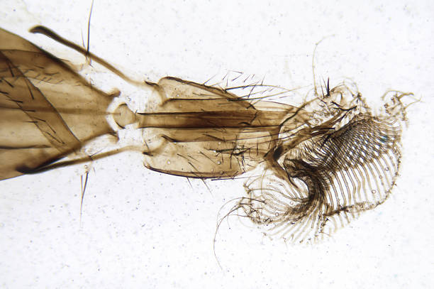 istock Housefly Mouth Parts 182408579
