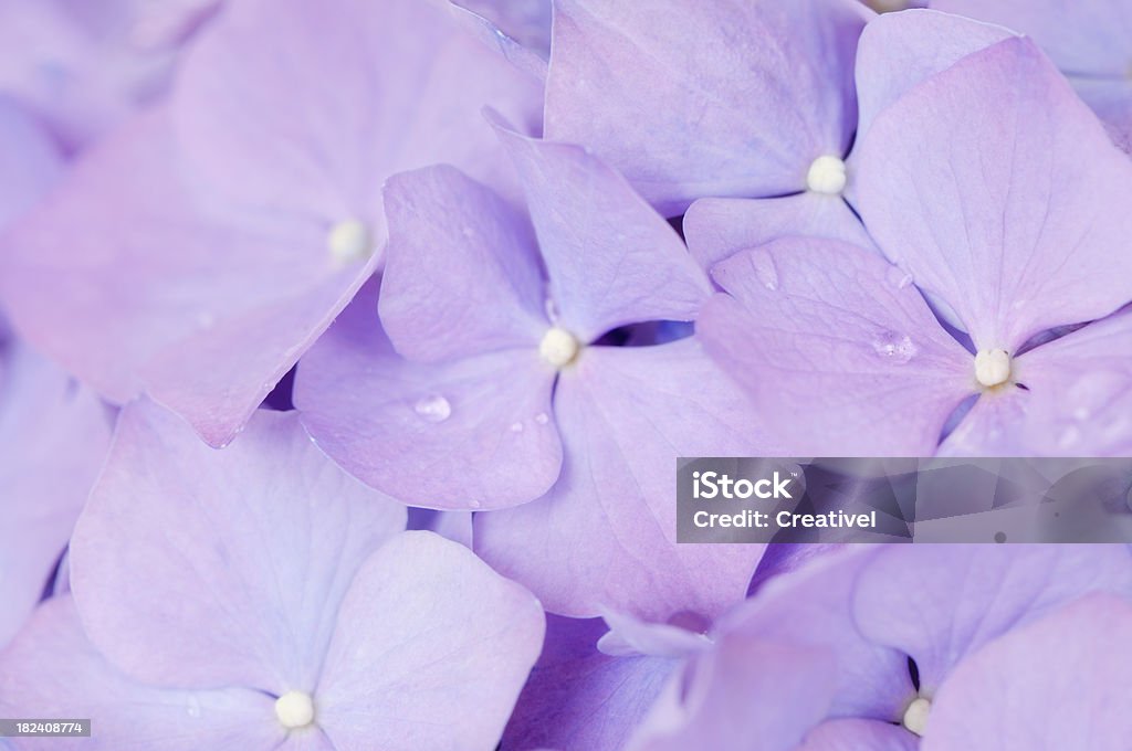 Розовая гортензия цветы фон фиолетовый - Стоковые фото Без людей роялти-фри