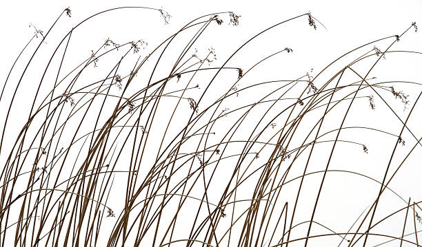 istock Reed against White Background (Clipping Path) in Winter 182408782