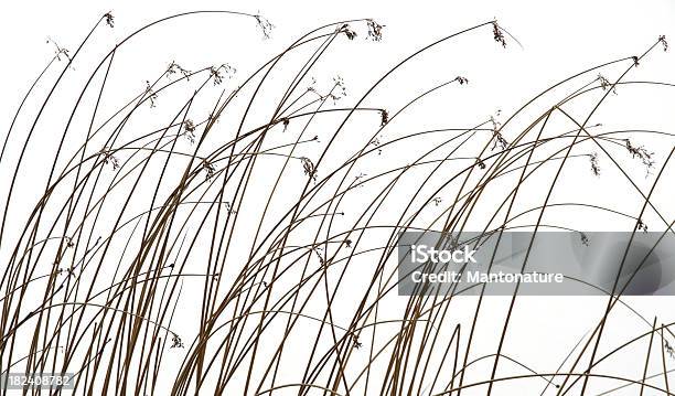 Reed Contra Fundo Branco No Inverno - Fotografias de stock e mais imagens de Caniço