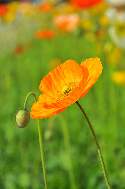 istock Orange poppy flower 182408783