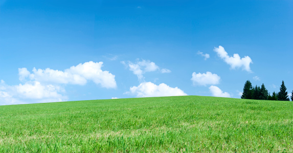 Spring panorama - meadow, trees, the blue sky