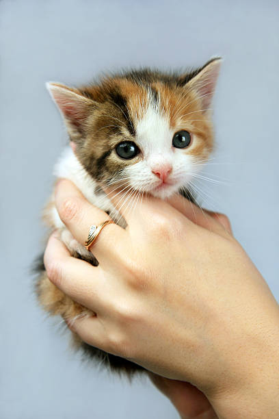 Kitten in hands stock photo