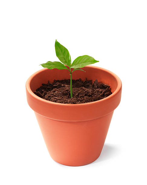istock Flowerpot With Young Plant 182409465