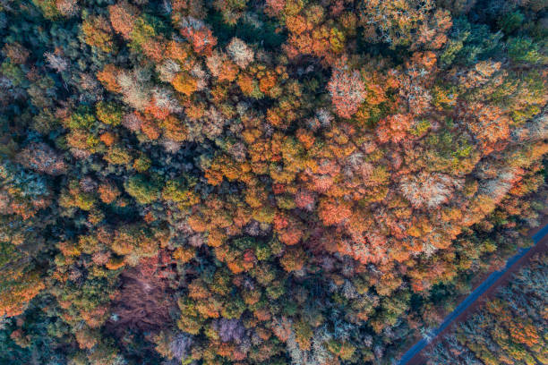 istock drone aerial view of a deciduous forest in autumn 1824095218