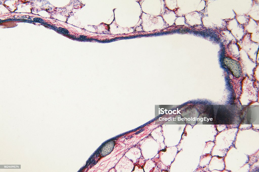 Lung Vascular Injection "Microscopic photo of a professionally prepared slide demonstrating the cellular structure of the object.NOTE: Shallow DOF, uneven focus and chromatic aberration are inherent in microscopy, and what appears as dust is actually in the sample.See all my" Abstract Stock Photo