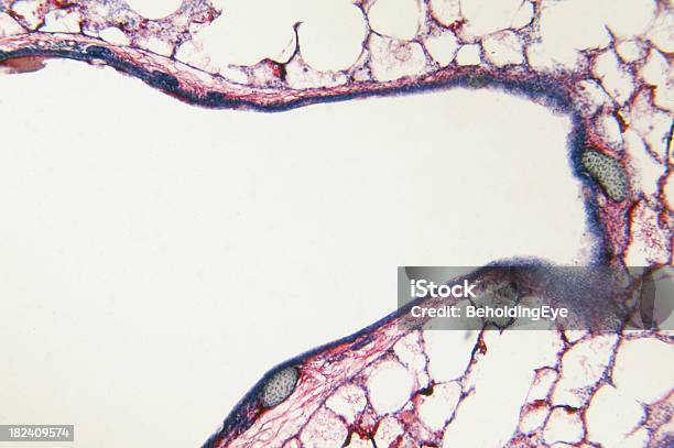 Lung Vascular Injection Stock Photo - Download Image Now - Abstract, Anatomy, Animal Internal Organ