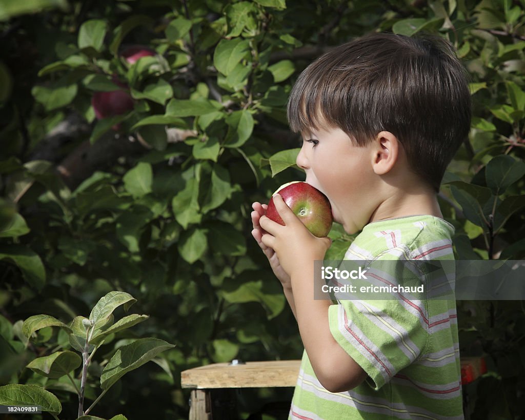 Niño en orchard - Foto de stock de 4-5 años libre de derechos