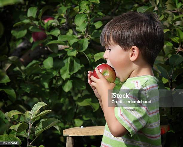 Niño En Orchard Foto de stock y más banco de imágenes de 4-5 años - 4-5 años, 6-7 años, Agarrar