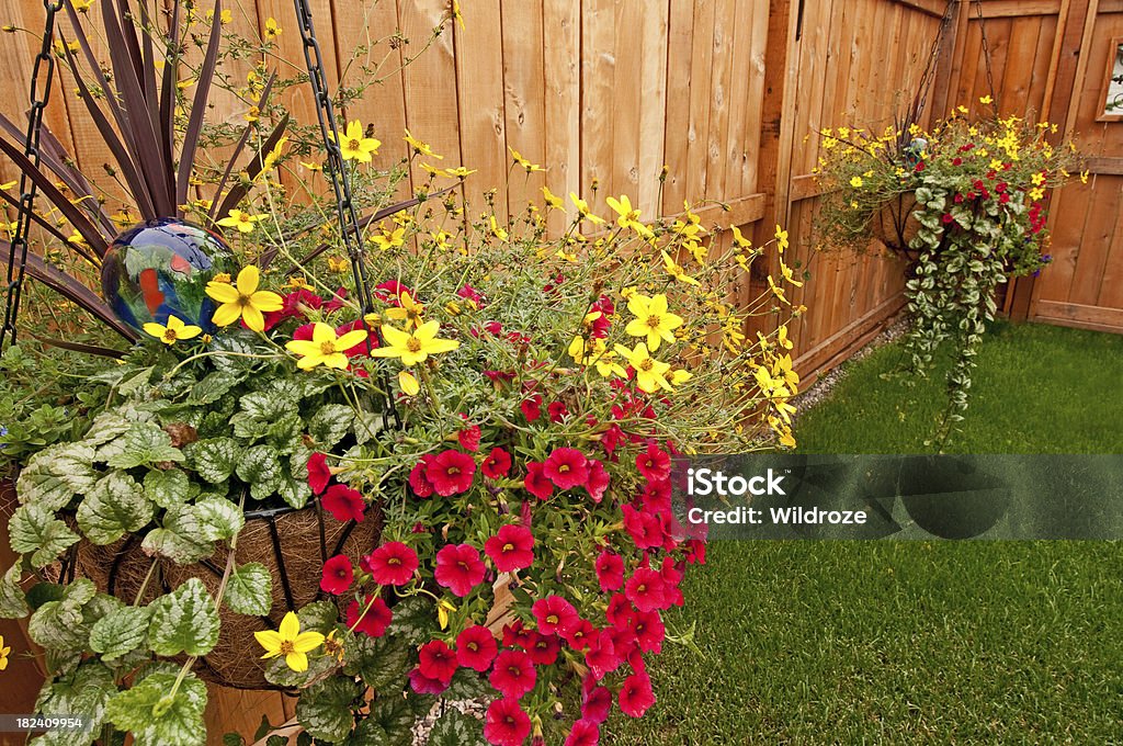 Flores coloridas em cestas penduradas - Foto de stock de Cedro do Líbano royalty-free