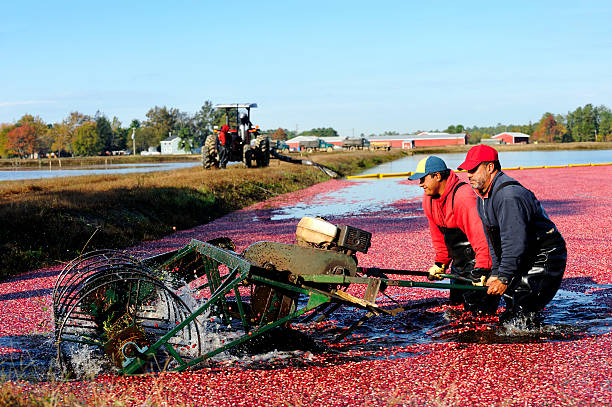 istock Lifting a threshing machine from the cranberry bog 182410156