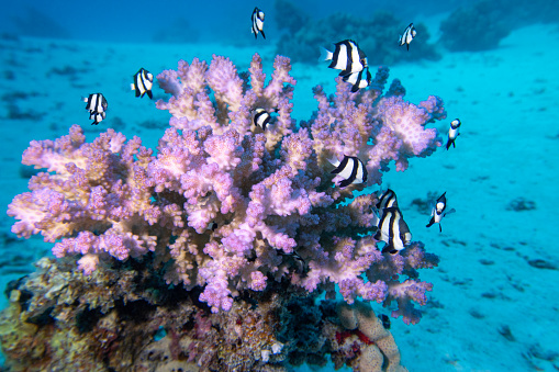 Colorful, picturesque coral reef at sandy bottom of tropical sea, stony corals and fishes whitetail Dascyllus, underwater landscape