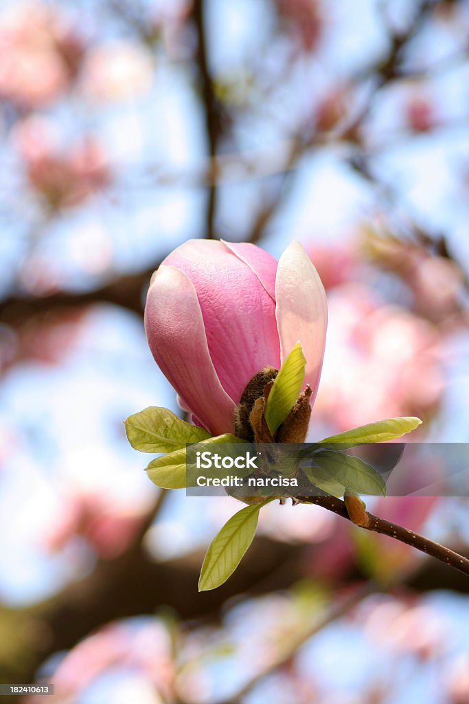 Opening magnolia in spring beautiful opening bud of magnolia soulangeana with blurred magnolias in background Blue Stock Photo