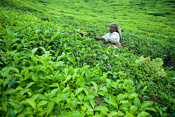 istock Woman harvesting tea leaves 182410690