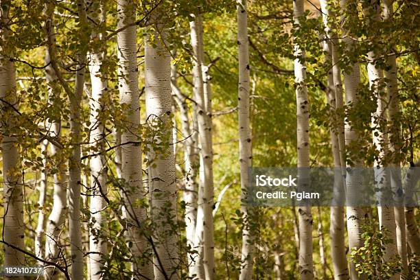 Boschetto Di Alberi Di Betulla - Fotografie stock e altre immagini di Albero - Albero, Alberta, Ambientazione esterna