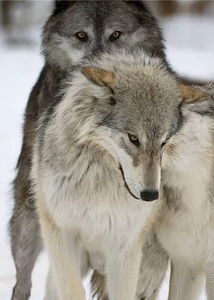 istock Friends in wolves clothing 182410803