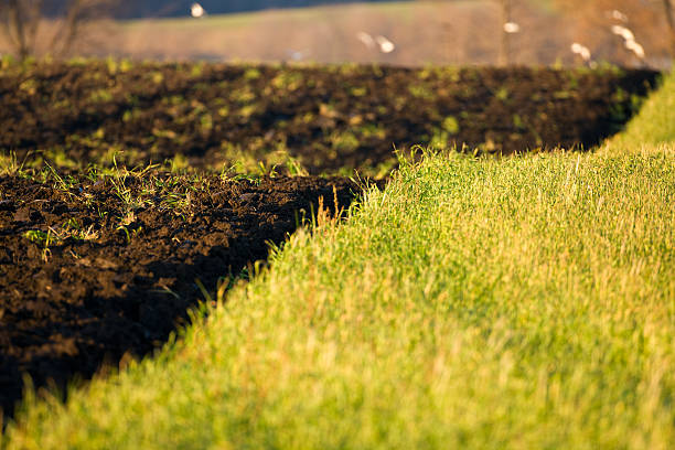 Freshly tilled fertile black topsoil in a farmers field.