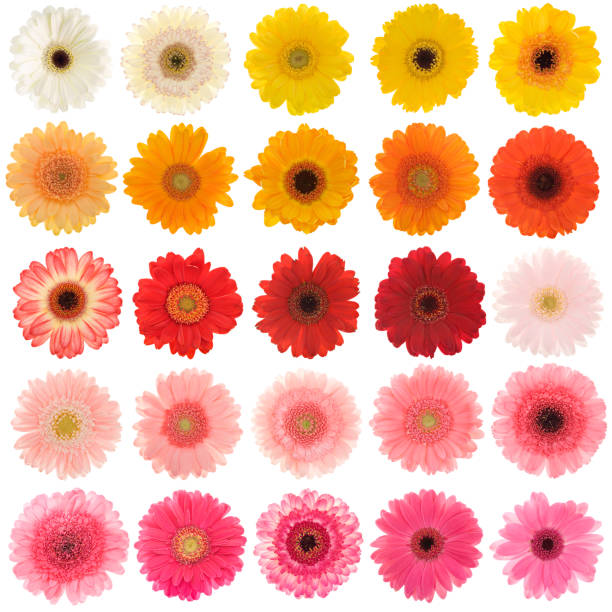 grande collection de gerbera isolé daisies - in a row multi colored bright yellow photos et images de collection