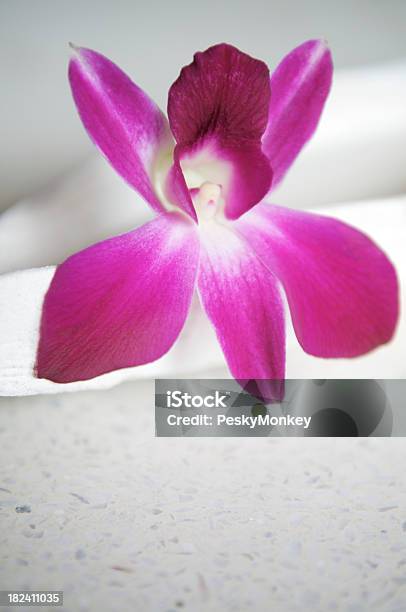 Fuchsia Orchid White Background Stock Photo - Download Image Now - Close-up, Copy Space, Extreme Close-Up