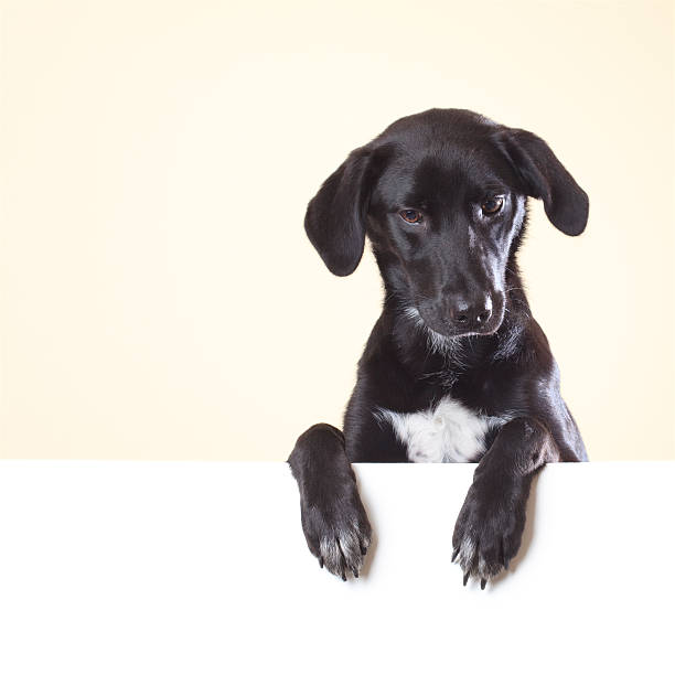 istock Dog looking down with paws over white poster 182411097