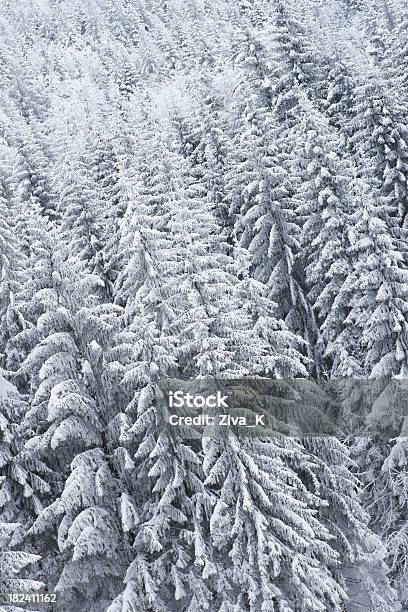 Gefrorenen Wald Hintergrund Stockfoto und mehr Bilder von Ast - Pflanzenbestandteil - Ast - Pflanzenbestandteil, Baum, Berg