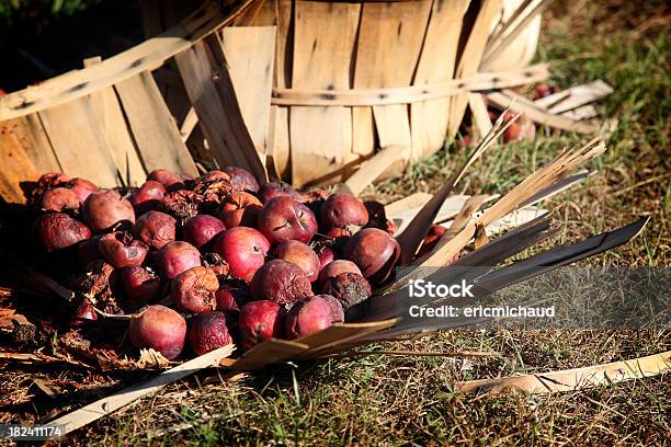 Old Maçãs - Fotografias de stock e mais imagens de Agricultura - Agricultura, Ao Ar Livre, Apanha