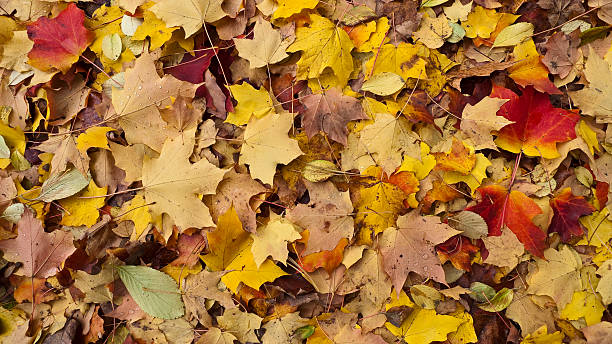 istock Bed of autumn leaves 182411323