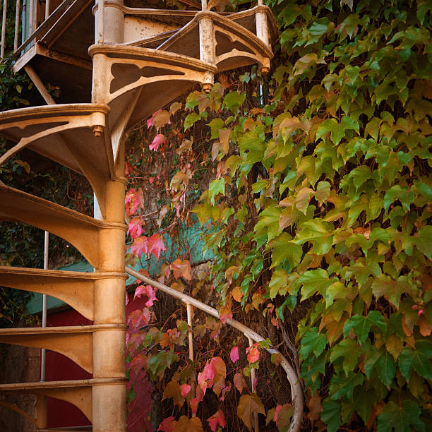 Spiral Staircase and Wine grape leaves covered wall in california.