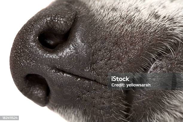 Photo libre de droit de Chien Nez banque d'images et plus d'images libres de droit de Animaux de compagnie - Animaux de compagnie, Bouche des animaux, Chien