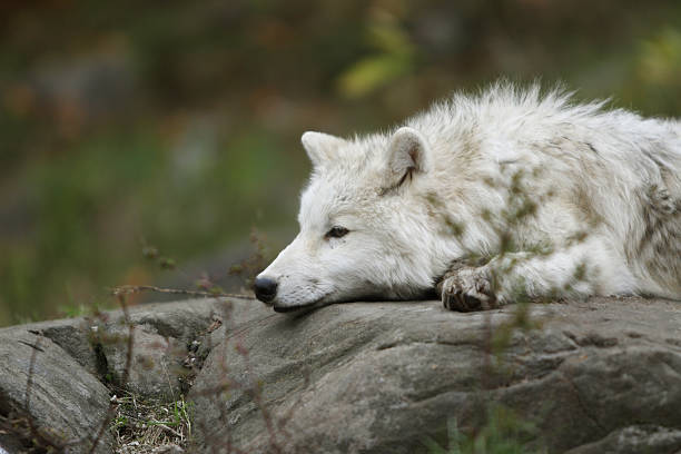 Arctic Wolf Cub Resting stock photo