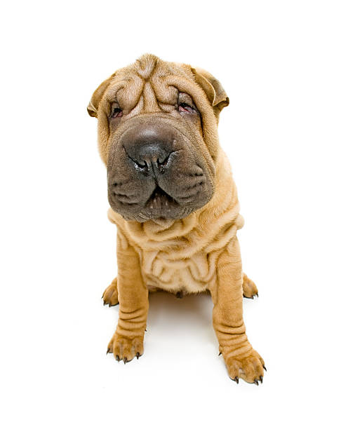 Sharpei Funny sharpei dog isolated on white background mini shar pei puppies stock pictures, royalty-free photos & images