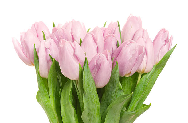 Tulips.