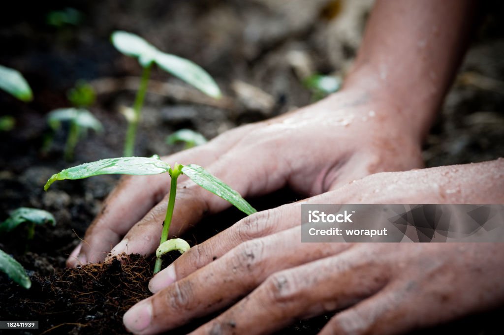 Giardinaggio. - Foto stock royalty-free di Albero