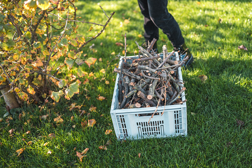 Freshly cut dry branches in a plastic box in the backyard during gardening session.