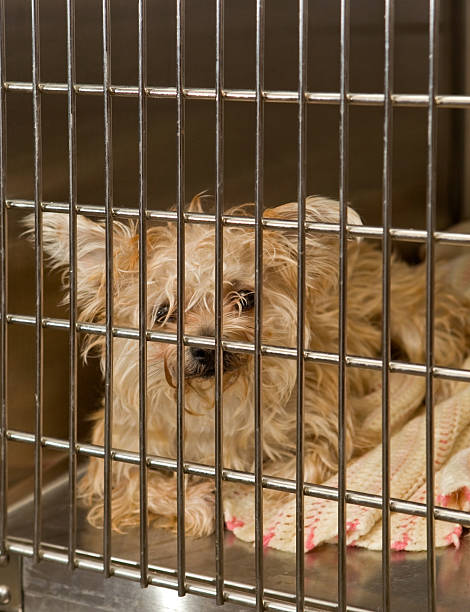 istock Small Dog in Kennel Awaits Adoption 182412147