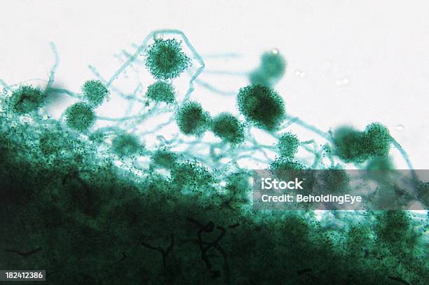 Aspergillus Wmcomment - Fotografias de stock e mais imagens de Hifa - Hifa, Fungo, Texturizado