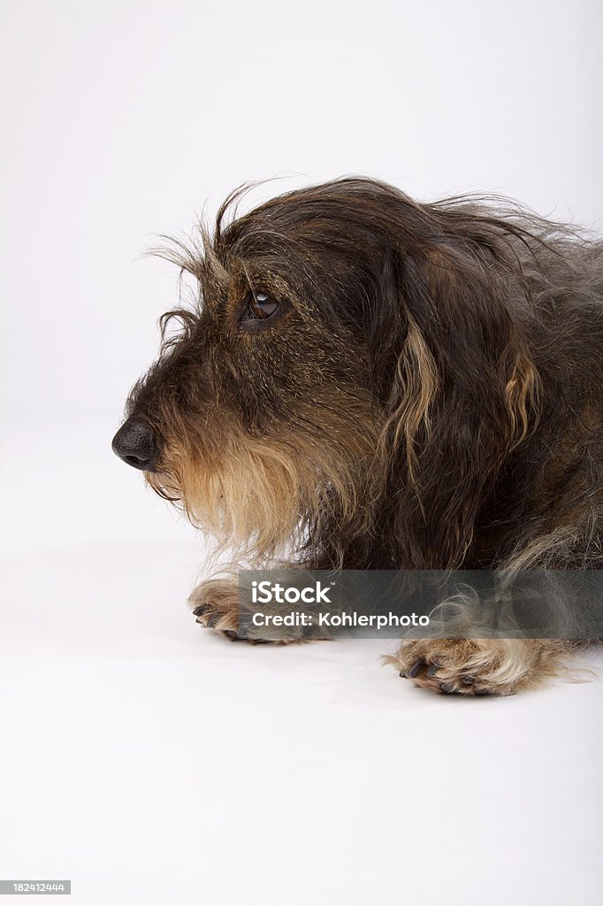 Wire-haired dachshund Studio shoot of a wire-haired dachshund. Dachshund Stock Photo