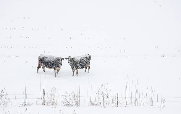 Two Cows in a Blizzard stock photo