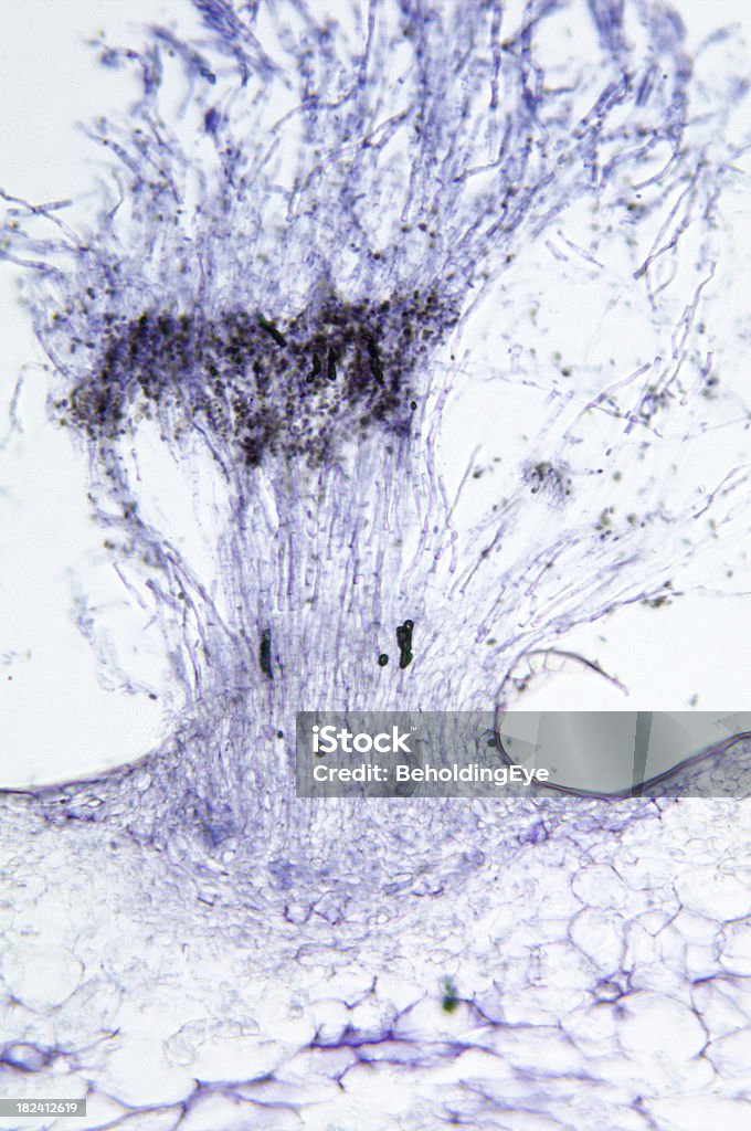 Penicillium WM - Foto de stock de Abstracto libre de derechos