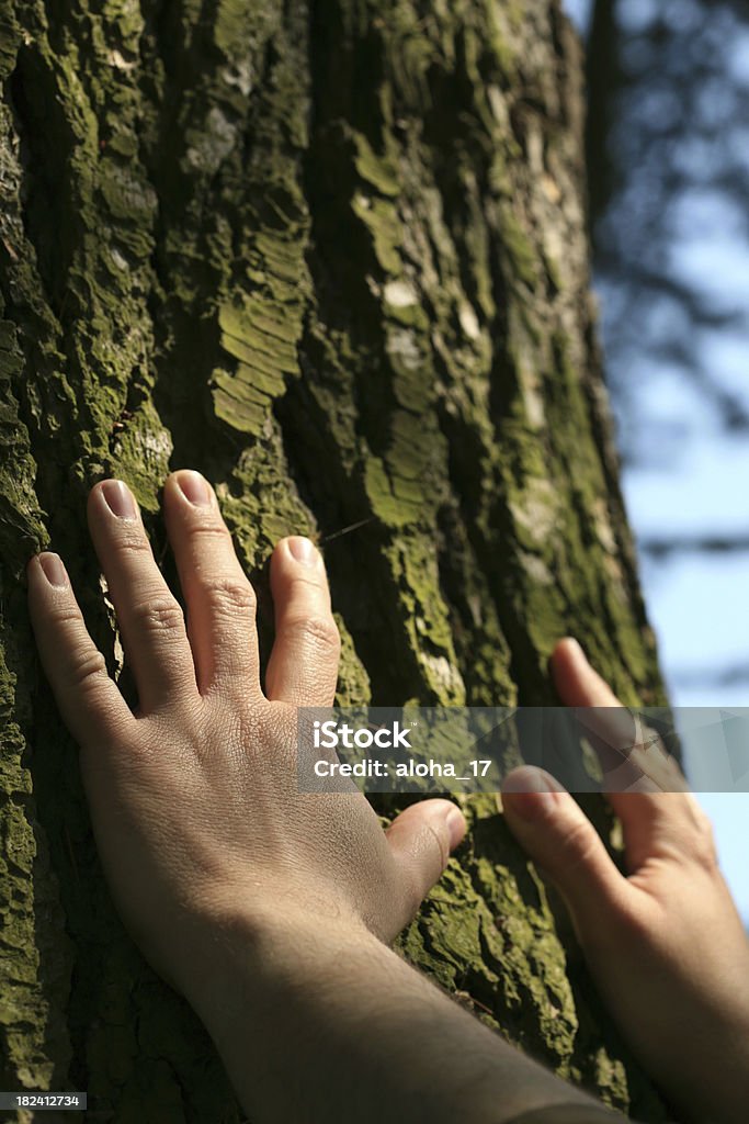 Berühren Natur - Lizenzfrei Baumrinde Stock-Foto