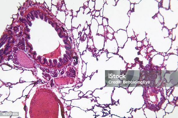 Легких — стоковые фотографии и другие картинки Абстрактный - Абстрактный, Анатомия, Биология