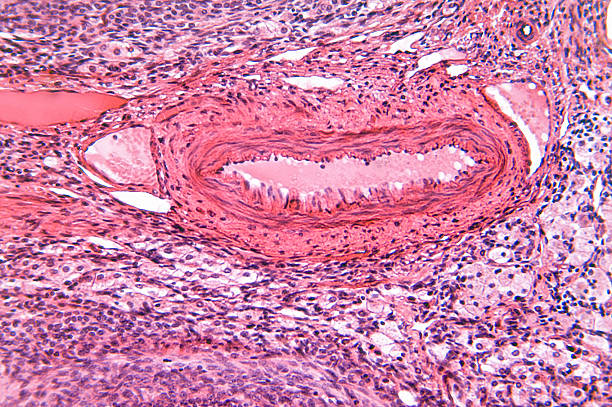 ovario - ovary human cell cell high scale magnification fotografías e imágenes de stock