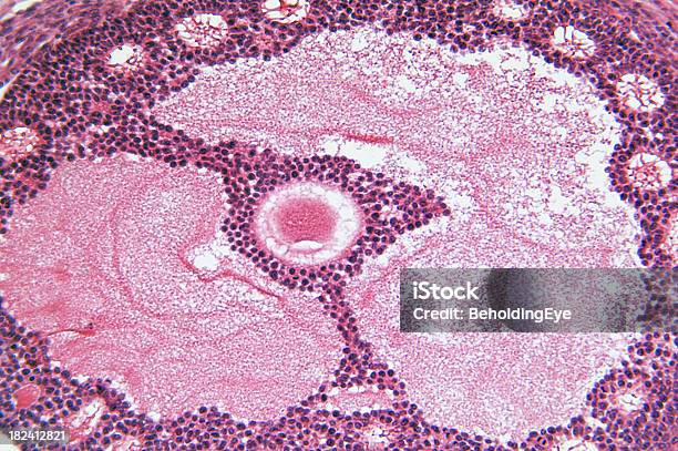 卵巣 - 卵巣のストックフォトや画像を多数ご用意 - 卵巣, DNA, クローズアップ
