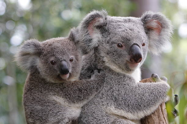 Koala and Joey A baby joey koala clinging to mum's back. Both animals are clearly visible with the baby looking directly at camera. Koalas are native to Australia. koala stock pictures, royalty-free photos & images